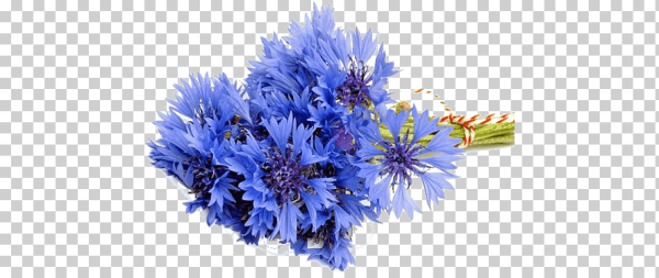 Васильки цветы на белом фоне