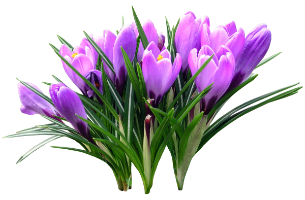 Весенние цветы на белом фоне