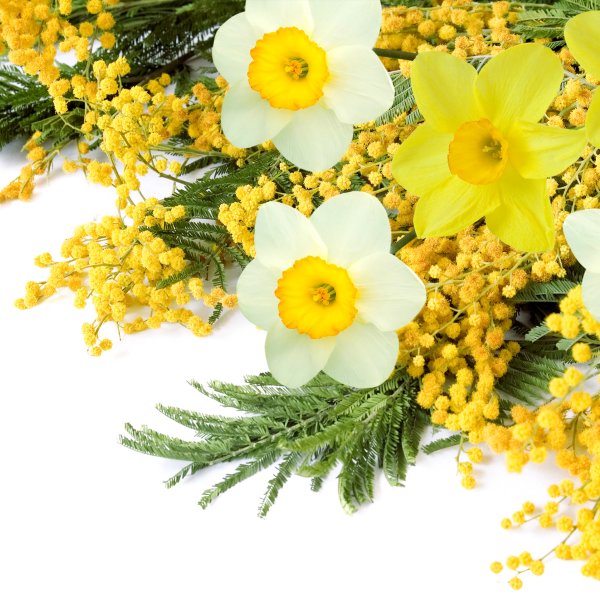 Цветы тюльпаны нарциссы с мимозой