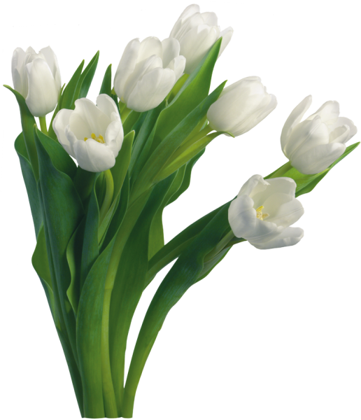 Тюльпаны на белом фоне