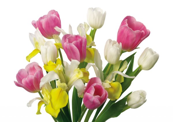 Тюльпаны на прозрачном фоне