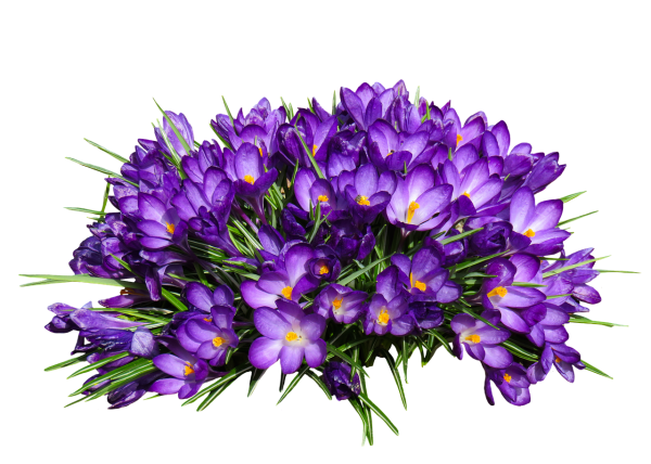 Крокус цветок