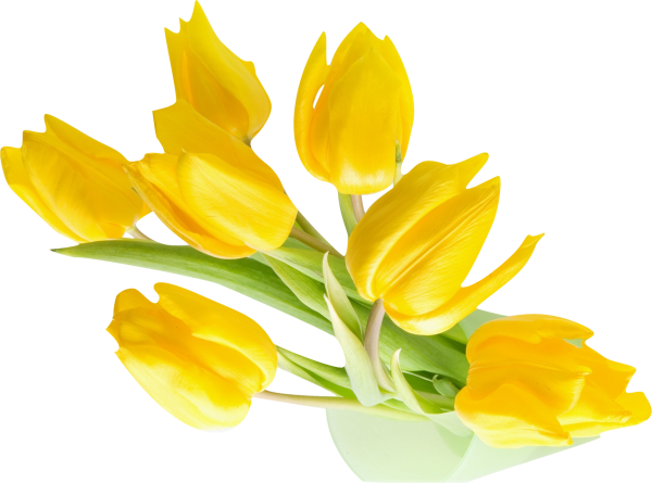 Желтые тюльпаны