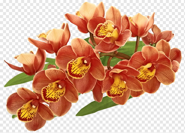 Букет орхидей клипарт
