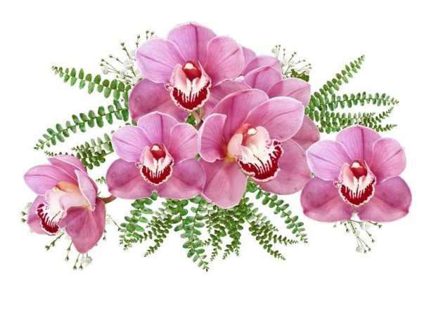 Тропические цветы