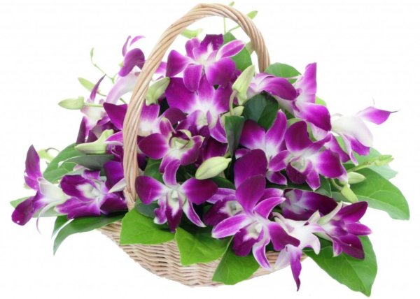 Букет из орхидей Дендробиум