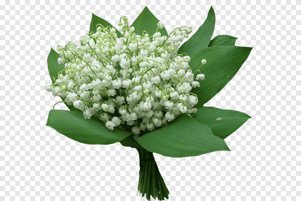 Букет ландышей на белом фоне