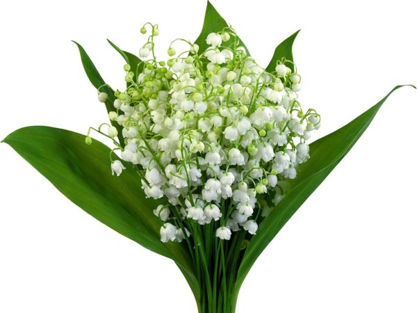 Цветы Ландыши букет