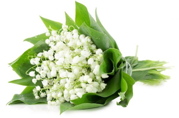 Ландыши лежат на белом фоне