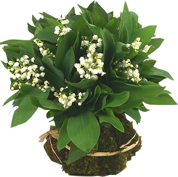 Ландыши в вазе на прозрачном фоне