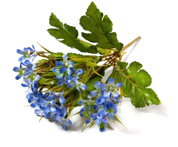 Незабудка картинка для детей на прозрачном фоне