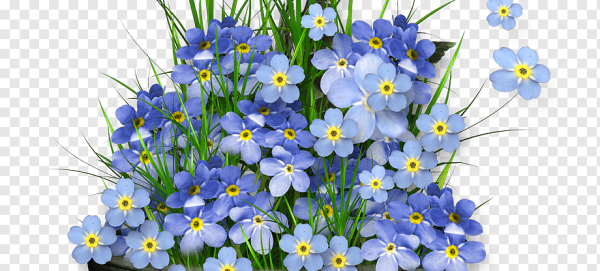 Цветы незабудки на прозрачном фоне
