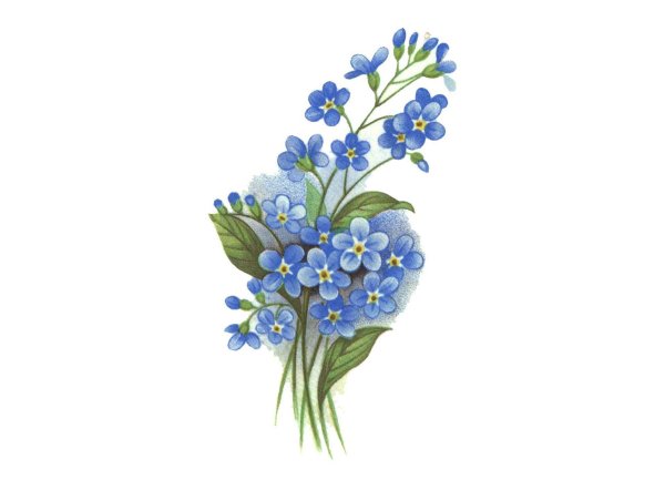 Незабудка рисунок