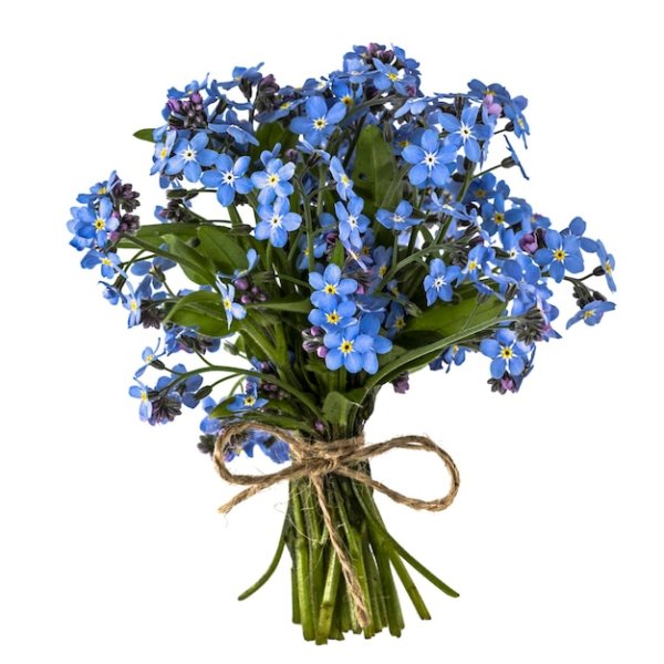 Букет незабудок на белом фоне