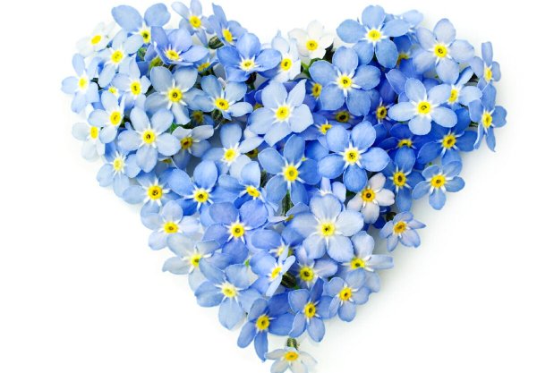 Сердечко из незабудок