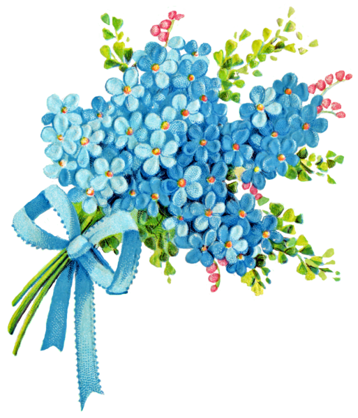 Незабудка цветок на белом фоне