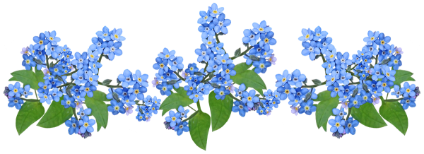 Цветы незабудки на прозрачном фоне