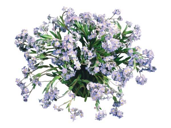 Букет незабудок на белом фоне