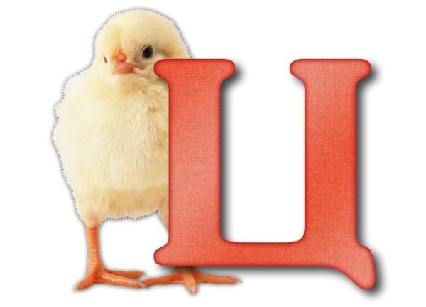 Буква ц для детей