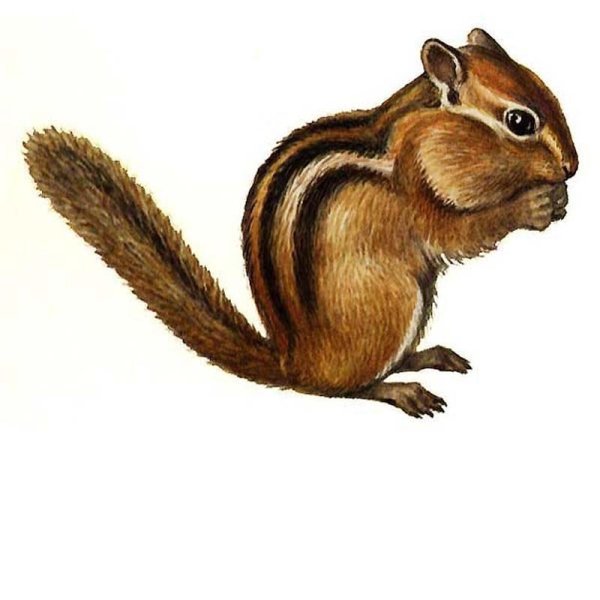 Бурундук на прозрачном фоне