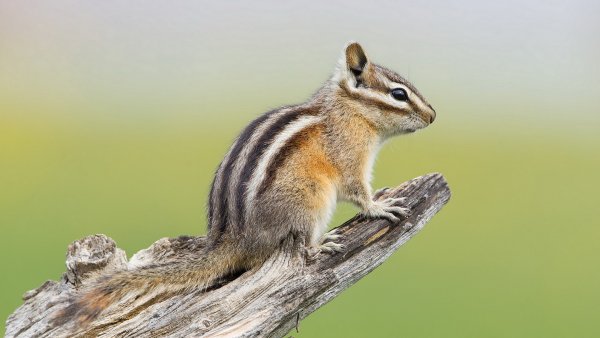 Бурундук серый