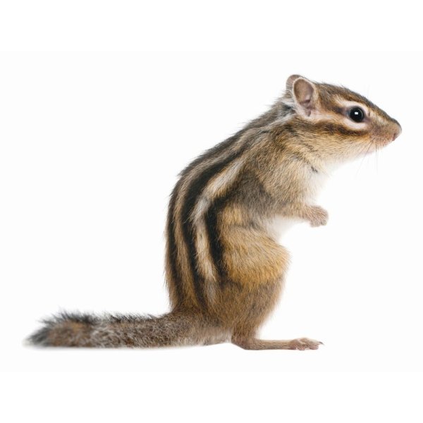 Бурундук для детей