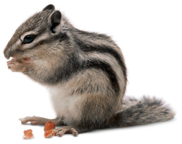 Бурундук на белом фоне