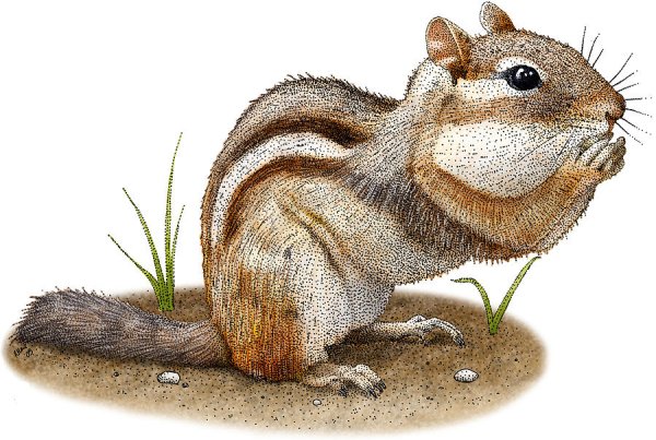 Бурундук на белом фоне