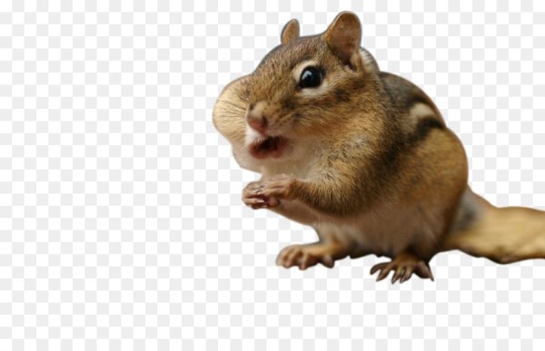 Бурундук без фона