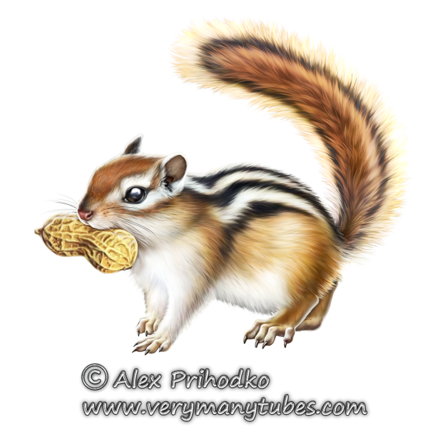 Бурундук для детей