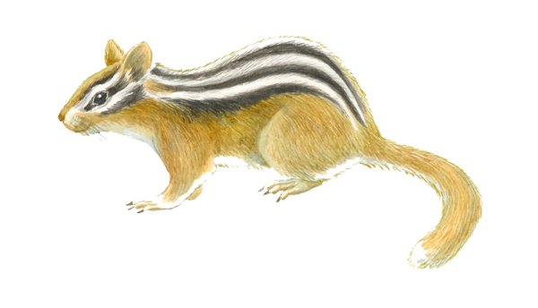 Бурундук рисунок для детей