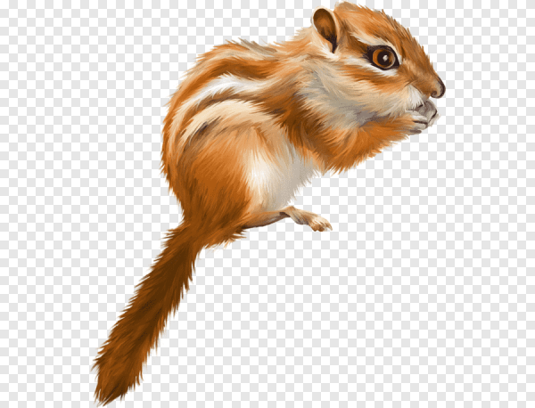 Бурундук вектор