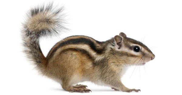 Бурундук на белом фоне