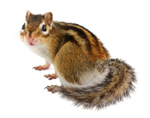 Бурундуки животные на белом фоне