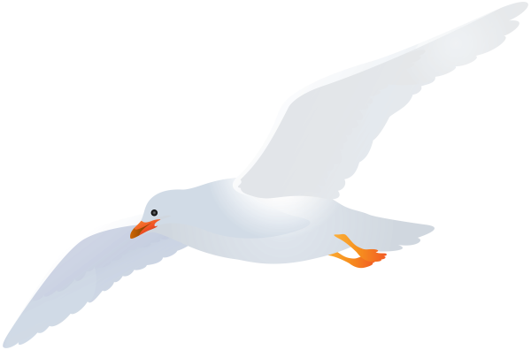 Чайка без фона
