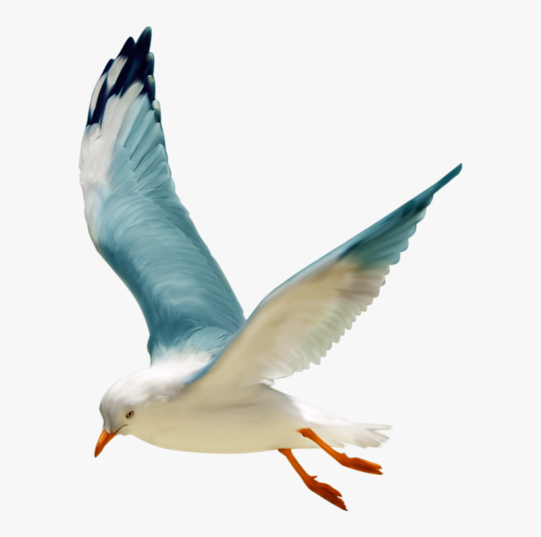 Летающие птицы на белом фоне