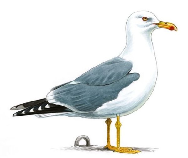 Чайка мультяшная