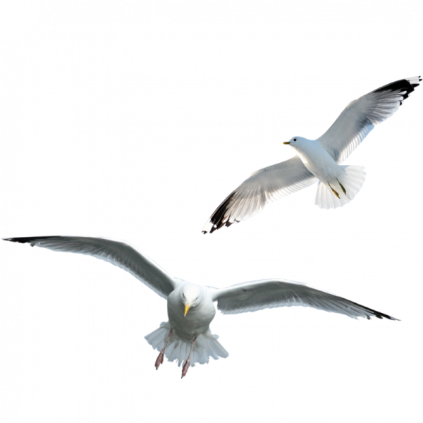 Чайки на белом фоне