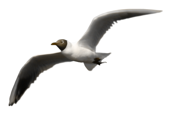 Альбатрос на белом фоне