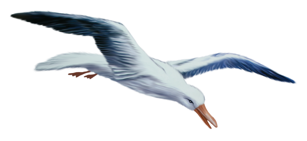 Морские птицы на белом фоне