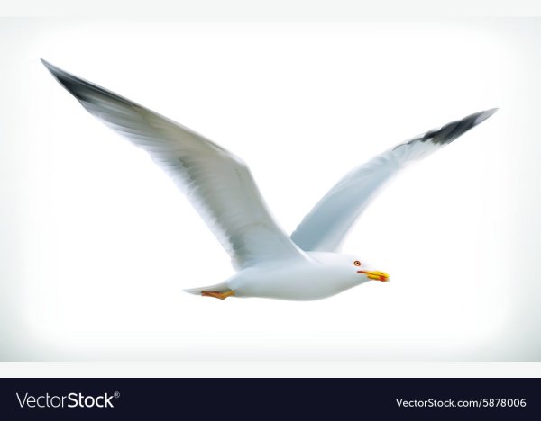 Чайки на белом фоне для вырезания