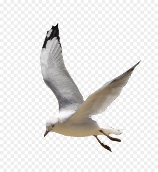 Чайка на белом фоне