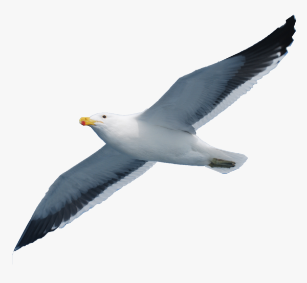 Чайка без фона