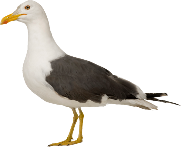 Карточки для детей Чайка