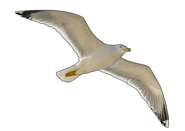 Чайки для печати