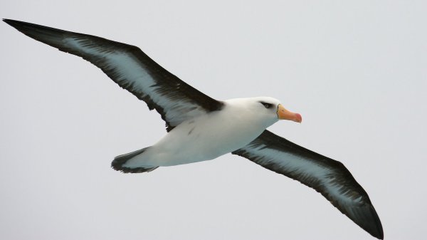 Чайка на белом фоне