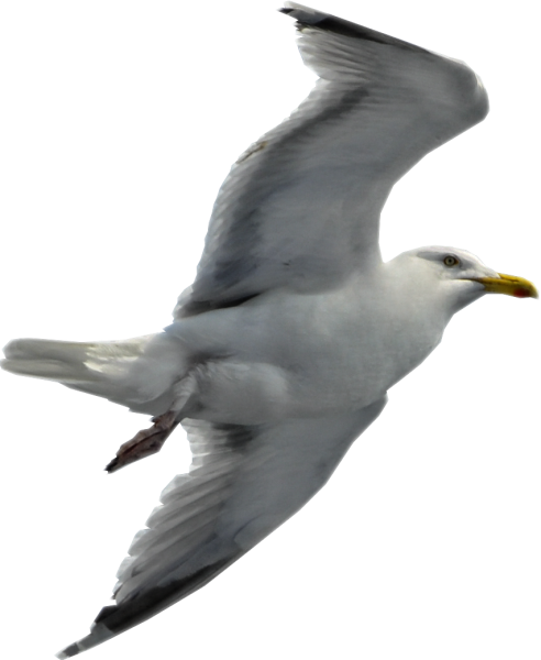 Чайка на белом фоне