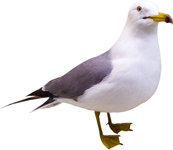 Чайки на белом фоне