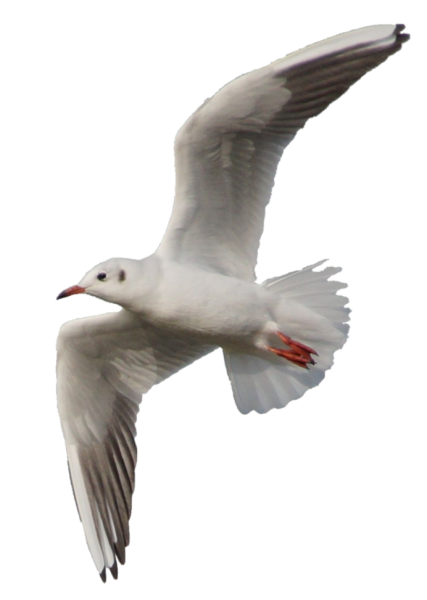 Чайки на белом фоне