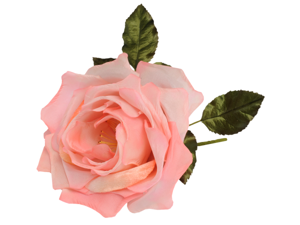 Розы на прозрачном фоне